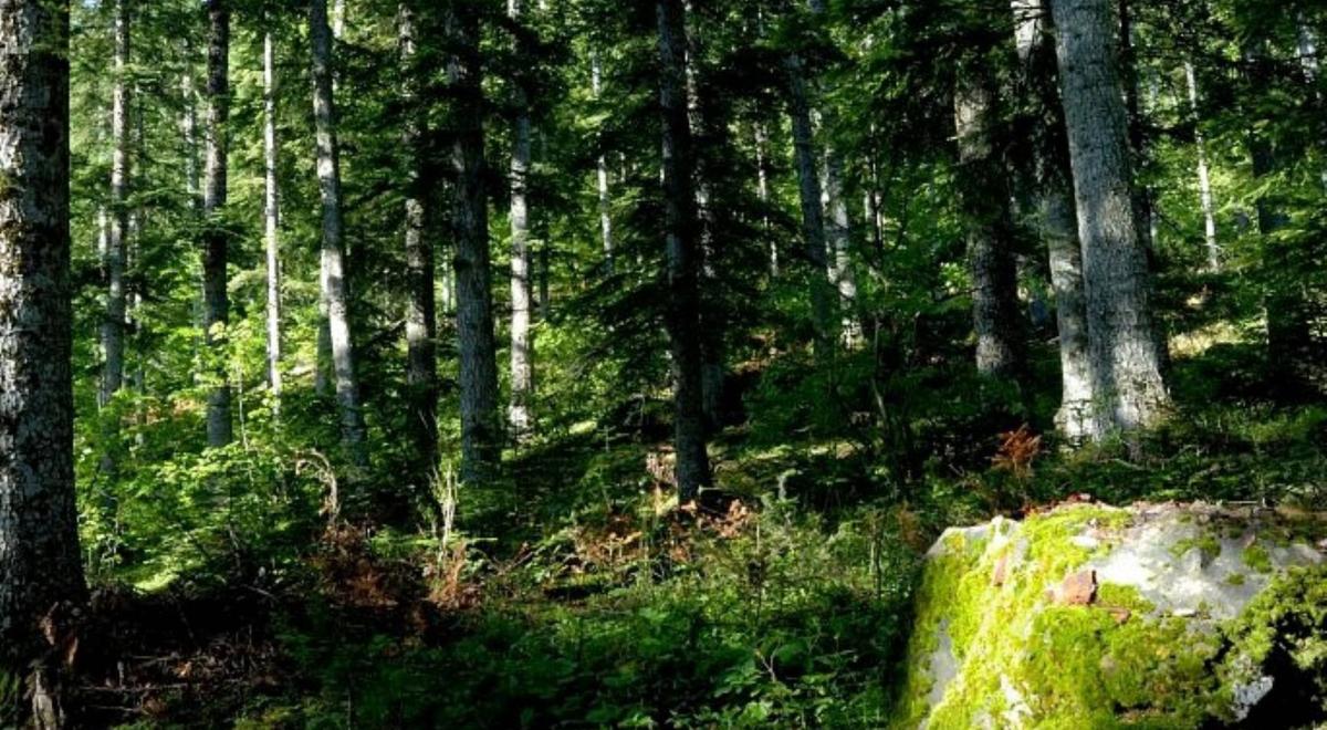 Forêt Boscodon