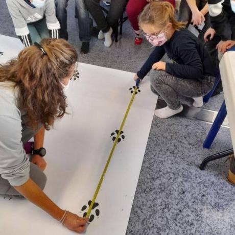 anim loup - anim loup