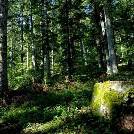 Forêt Boscodon