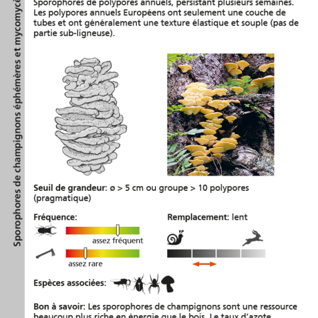polypore annuel polypore annuel