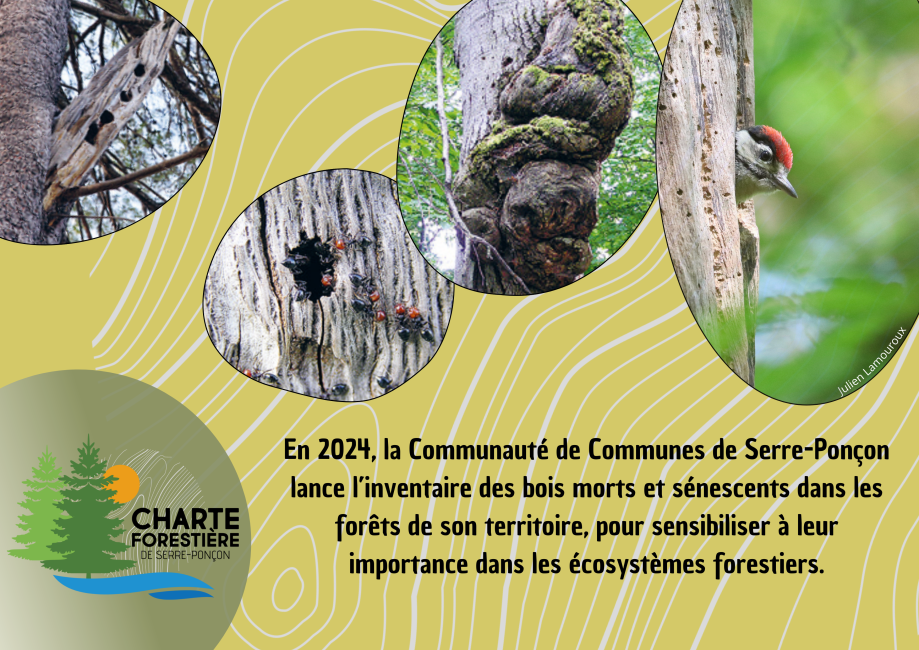 Un inventaire pour sensibiliser à l'importance des bois et morts et sénescents pour les écosystèmes forestiers Un inventaire pour sensibiliser à l'importance des bois et morts et sénescents pour les écosystèmes forestiers