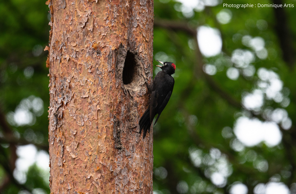 pic noir D.ARTIS pic noir D.ARTIS