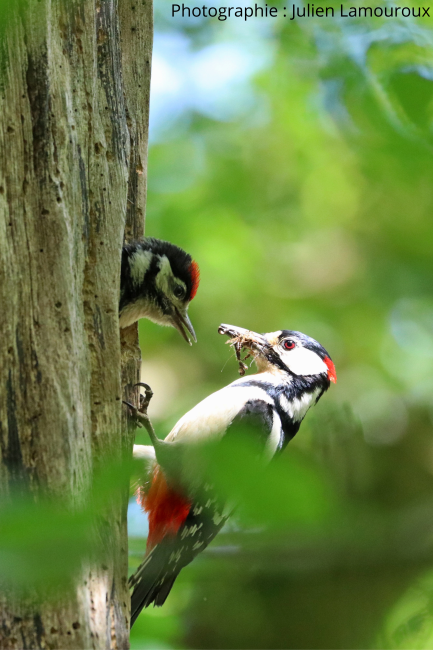 pics épeiche J.LAMOUROUX pics épeiche J.LAMOUROUX